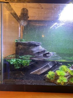Turtle/fish tank for Sale in San Diego, CA - OfferUp