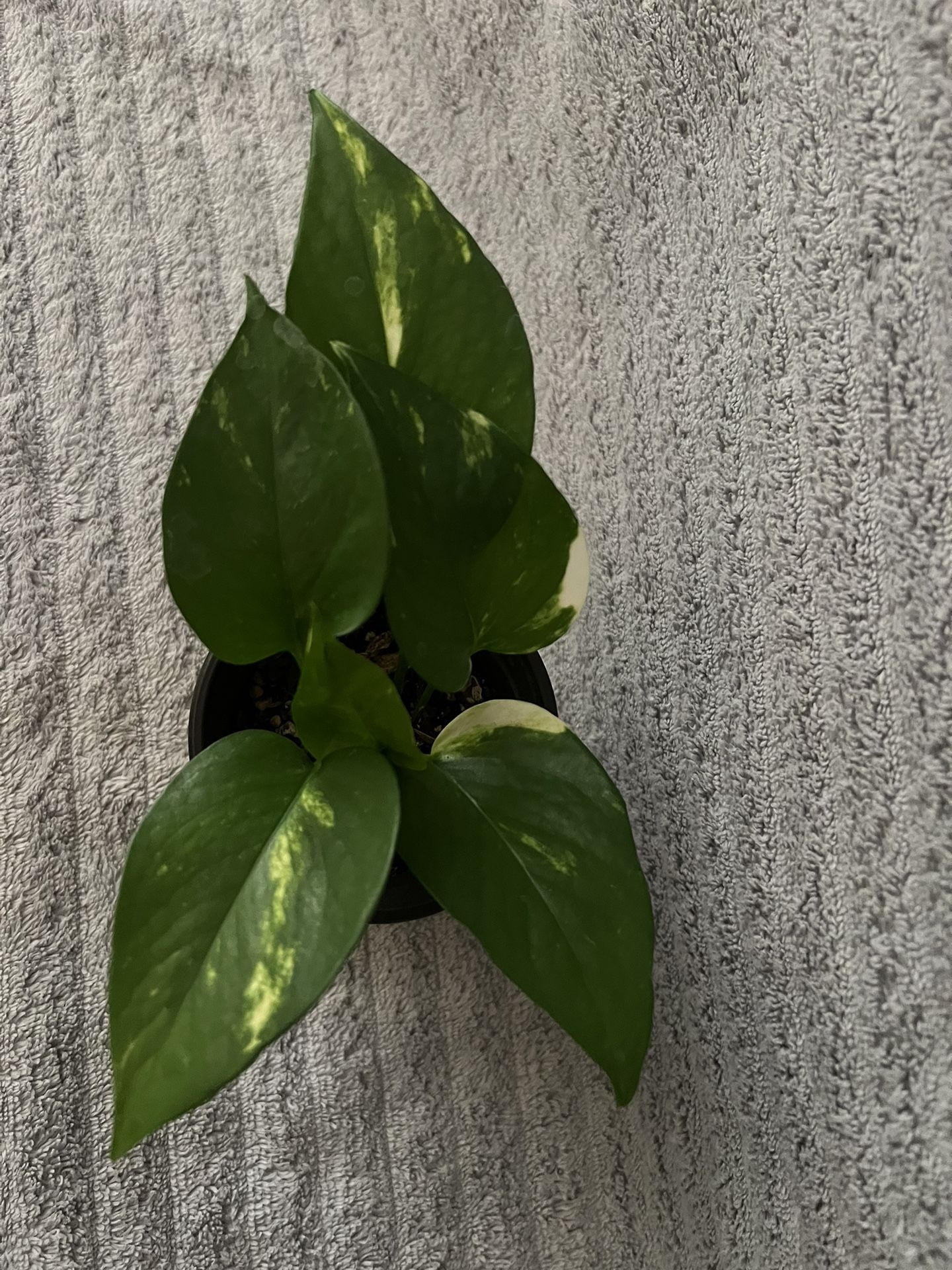 Live Indoor Plant 