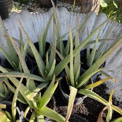 Aloe Vera