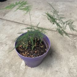 HERMOSAS PLANTAS NATURALES “PLUMOSO FERN PLANT “