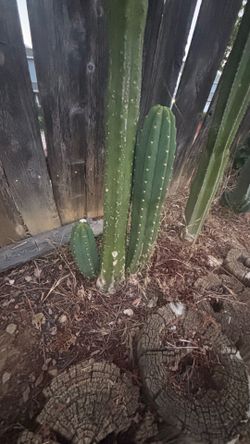 San Pedro Cactus plant