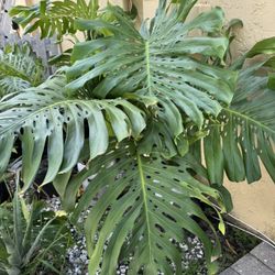 Giant Monstera plant