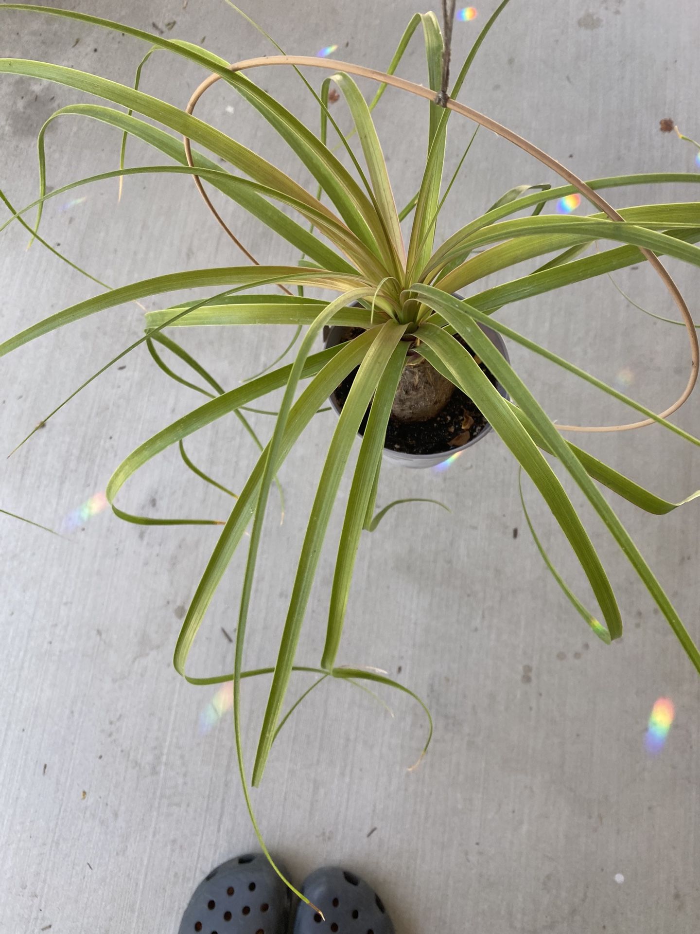 Potted Elephant Foot Plant