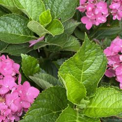 Hortensias Hibiscos  NopalesRosales