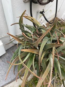 Free Huge Aloe Vera Plant With Huge Pot