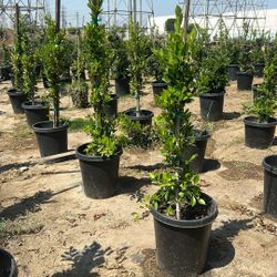 Ficus Plants