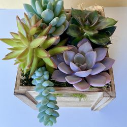 Wood/moss Succulent Collection. Sammamish, Beaver Lake