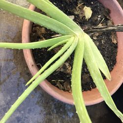 Aloe Vera Plant 