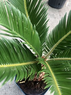 Sago Palm