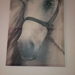 Horse canvas