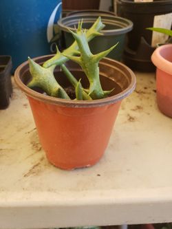 Orbea Starfish Cactus In A Small Pot.