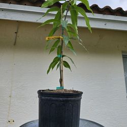 Fruit Punch Grafted Mango 3 Gallon