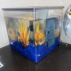 5 Gallon Fish Tank + 2 Red Tail Shark Fishes