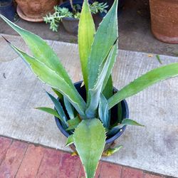 Blue Agave