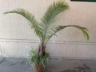 Palma natural $45