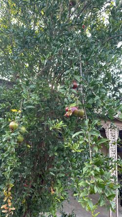 Free pomegranate tree PLEASE READ DESCRIPTION