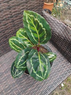 Calathea plant