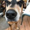 Doug