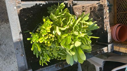 Plants