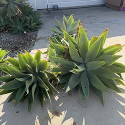 Free Plants