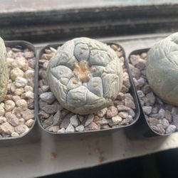 Rare Cactus Yatagai X Ibo 