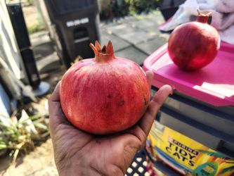 FRESH POMEGRANATES