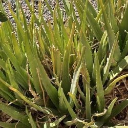 FREE ALOE VERA!!  Please Contact Me SOON!!!