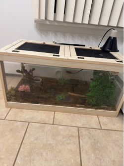 African Fat Tailed Gecko + vivarium