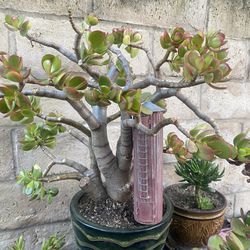 SUCCULENT TREE AND TIN BARN