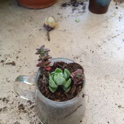 Cute Little Succulent Plants 