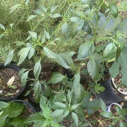 Pepper Plants For Sale 