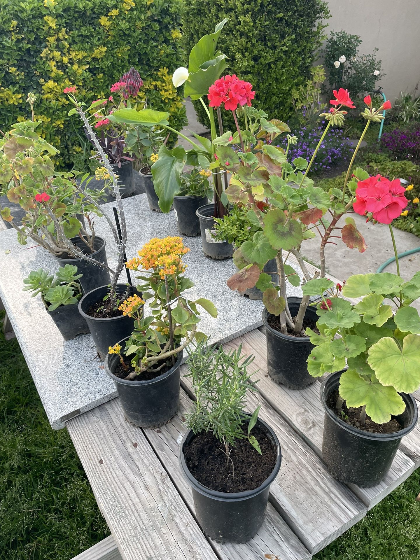 Flowers For Sale (Various Colors)