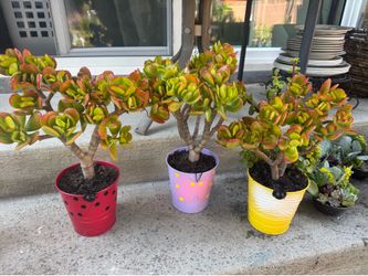 Very Beautiful jade tree 🌳