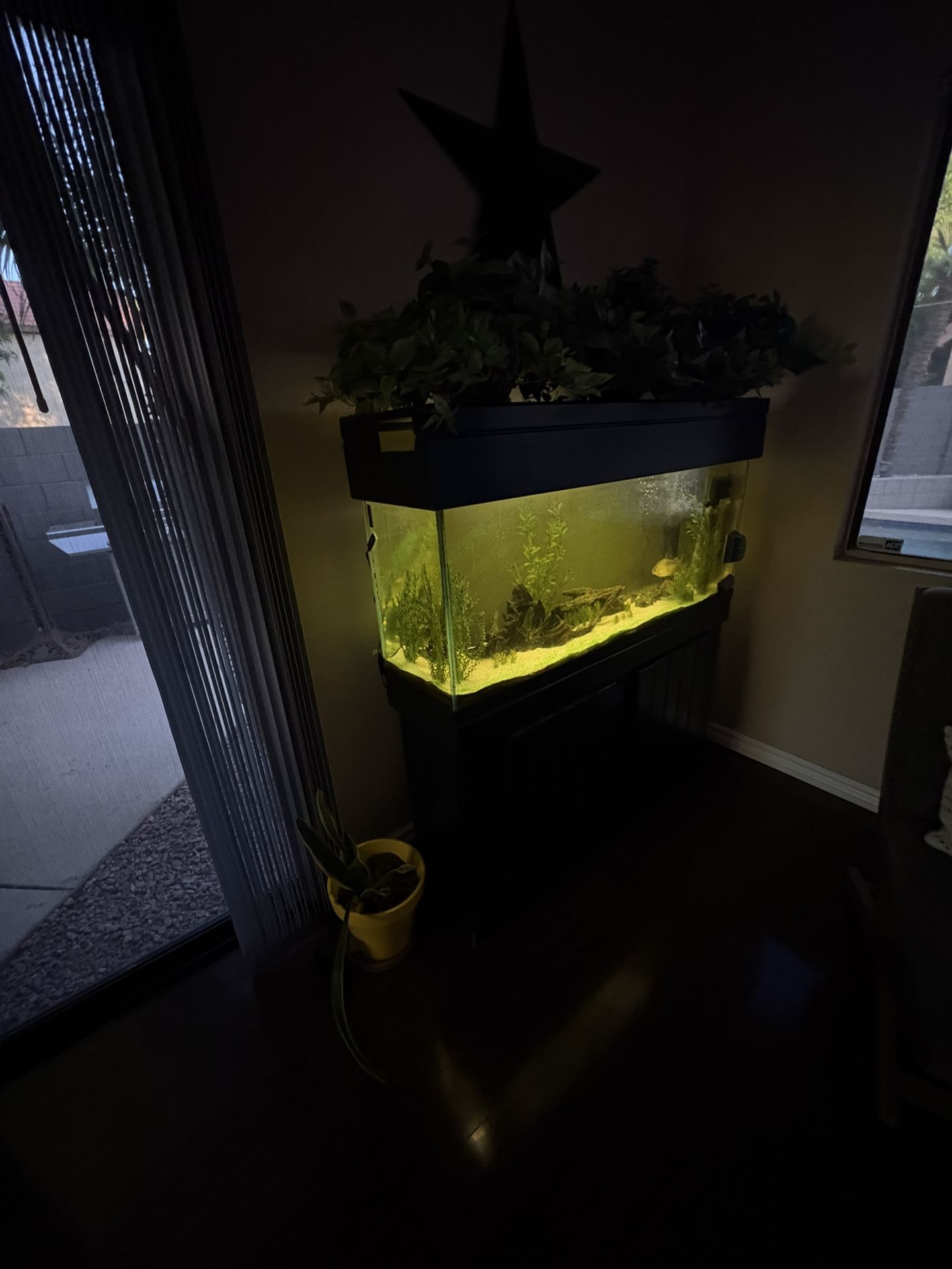 50 Gallon Freshwater Tank & 4 Fish