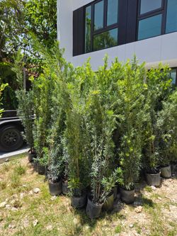 podocarpus 6 to 7 feet tall Instant Privacy Hedge For Fence Green Full Ready for planting  minimum qty 30+