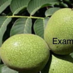 Árbol De Nuez O De Nogal