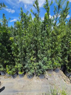 Huge Podocarpus over 5 to 7 feet tall instant privacy hedge for fence minimum qty 30+ all sizes available