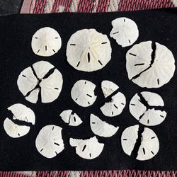 Lot Broken White Florida Sand Dollars Crafting Sea Shell Crafts Seashells