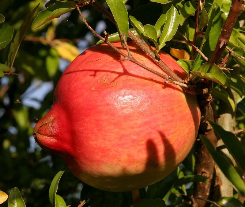 Pomegranates