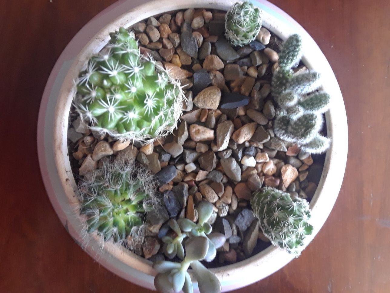 Beautiful pot with plant succulent Cactus arrangement