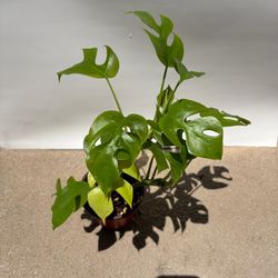 Mini Monstera for sale