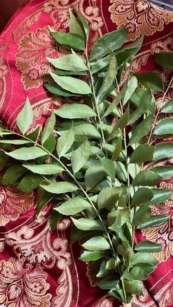 Curry leaves