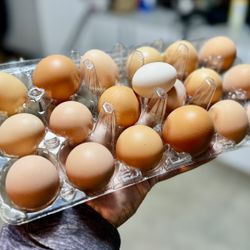 Local Farm Fresh Eggs • $5/dozen