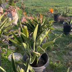 Birds Of Paradise