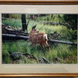 Thomas D. Mangelsen Signed and Numbered Framed Photo Print of Baby Deer