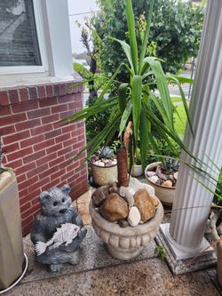 5ft tall healthy youca plant in concreate planter & bear sculpture..both items for only $85