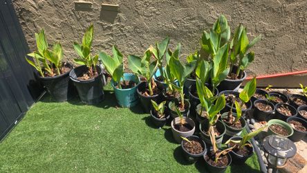 Various healthy potted plants for planter or ground