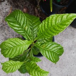 Native Wild Coffee Plant Attracts Butterflies Wildlife 