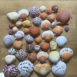 Scallop Seashells