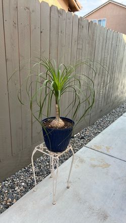 Pony Tail Palm Tree